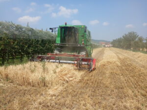 Mietitura a Piasco