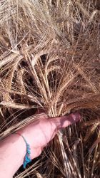 Verifica dell'orzo prima della raccolta di campioni